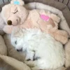 AFP Little Buddy Warm Bear