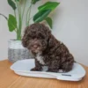 Digitalvægt til hvalpe | op til 15 kg.