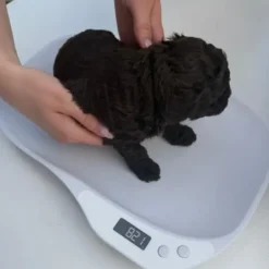 Digitalvægt til hvalpe | op til 15 kg.