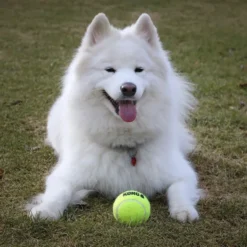 KONG AirDog Squeaker Tennisbold L