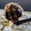 Njord Pet Oksestrimler |1 stk