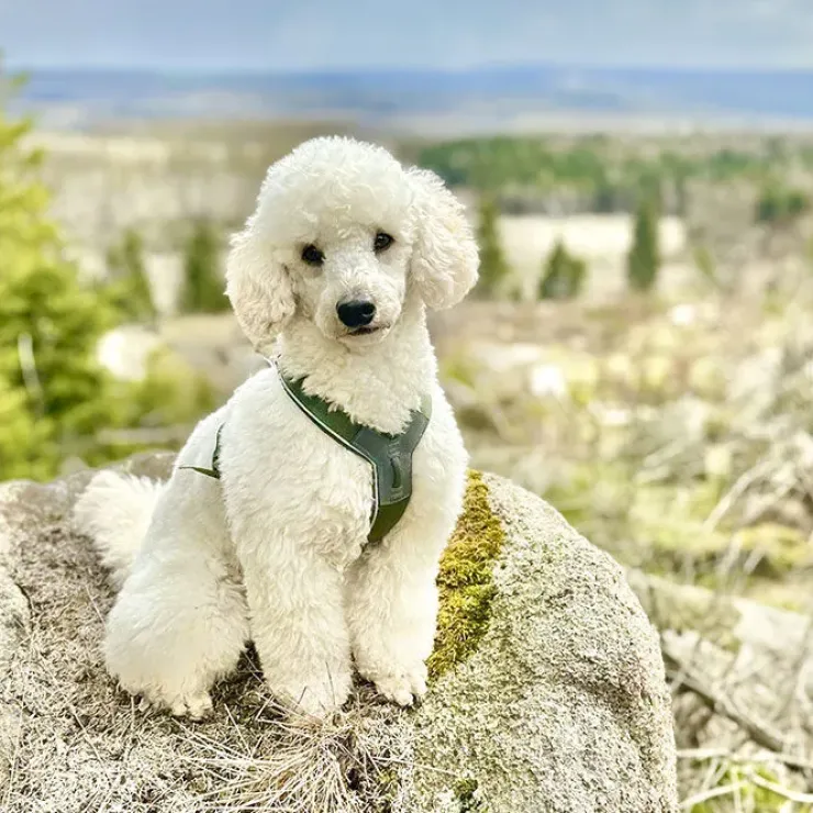 Non-Stop Dogwear Line Harness 5.0 | OUTLET