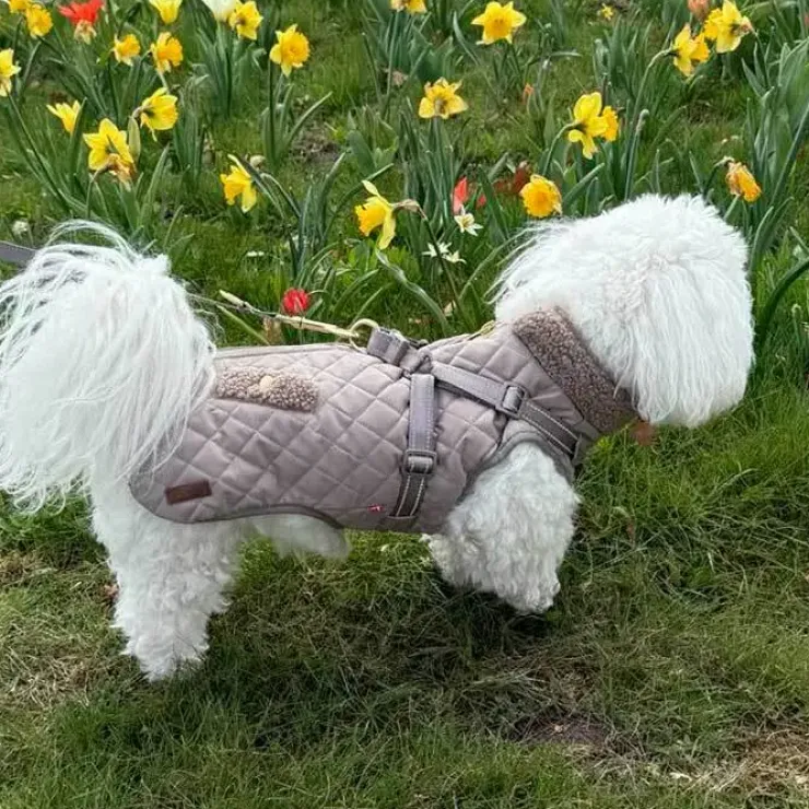 Ollipet Aarhus Hundejakke