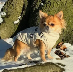 Ollipet Arctic Explorer | Hundedækken