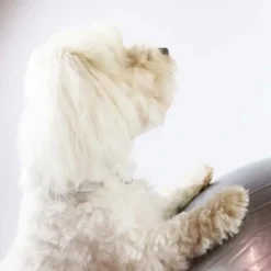 Ollipet DogFit Air | Balance Ball