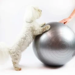 Ollipet DogFit Air | Balance Ball