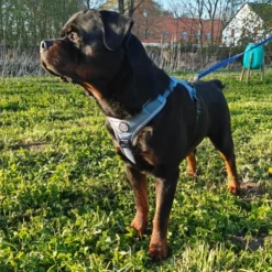 Ollipet For Wagging Tails | Adventure Hundesele 2.0