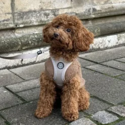 Ollipet for Wagging Tails | Hundesweater