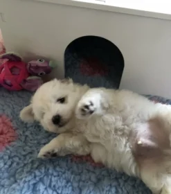 Ollipet Puppy Home | OUTLET
