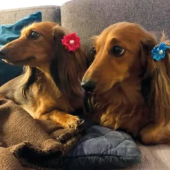 Ollipet Silkeblomst med perle