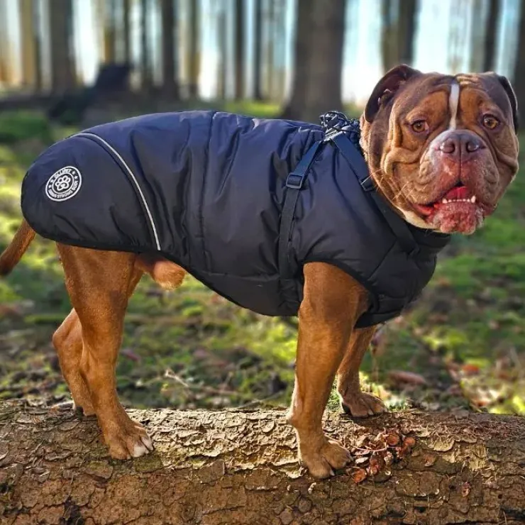 Ollipet Sirius Strong Body Dynejakke | M. Sele