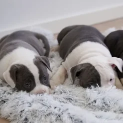 Ollipet Soft Cloud hundetæppe