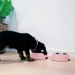Ollipet Sweetie Bowl | OUTLET