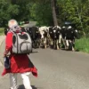Ozami Luksus hundetrolley / rygsæk