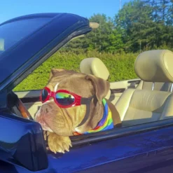 SportyDog hundesolbriller